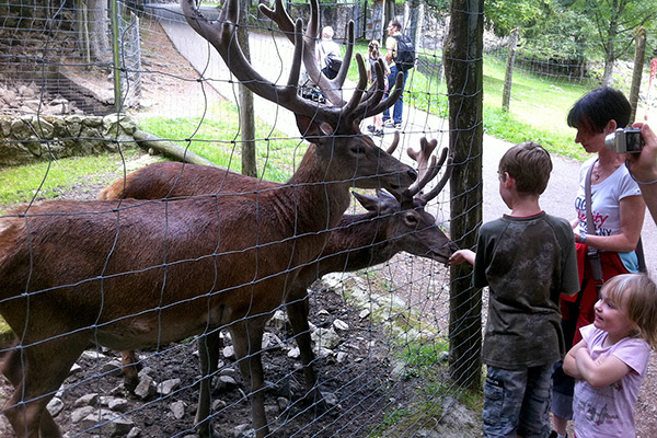 Bergwildpark Steinwasenpark mit Sommerrodelbahn und Streichelzoo